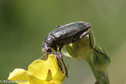 Image of Brachysomida californica (Le Conte 1851)