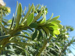 Euphorbia characias subsp. characias resmi