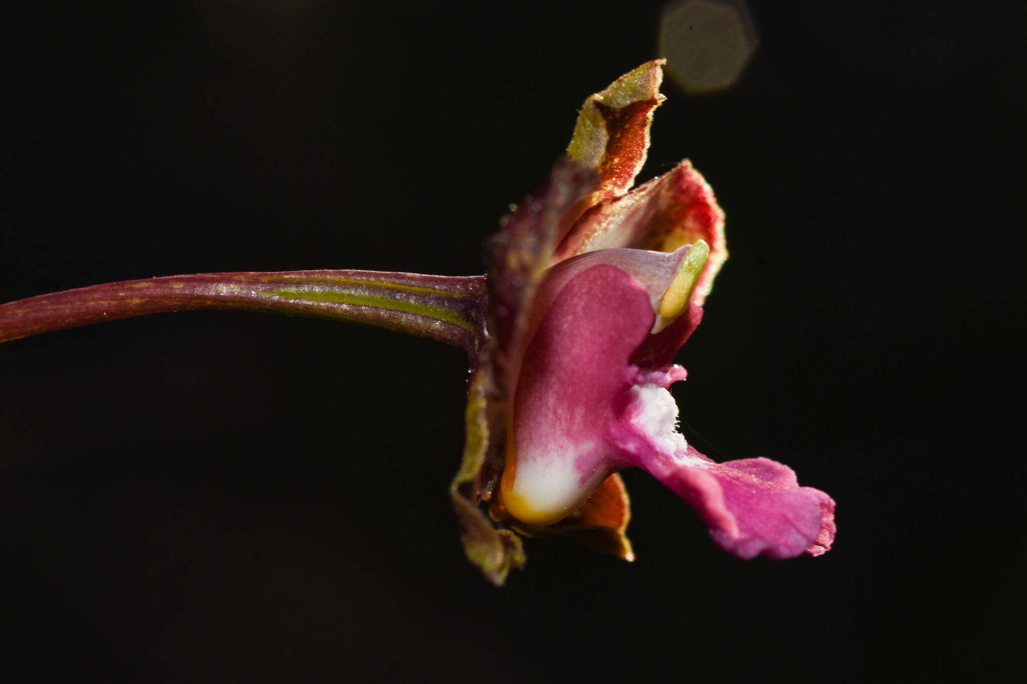 Image of Cyrtopodium brandonianum Barb. Rodr.