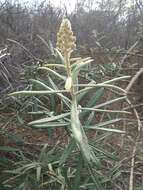 Imagem de Neocalyptrocalyx longifolium (Mart.) Cornejo & Iltis