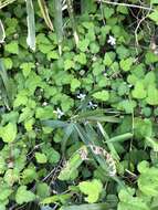 Imagem de Rubus microphyllus L. fil.