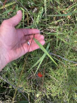 Image of Warty Panic Grass