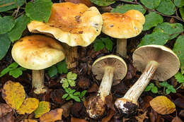 Image of Cortinarius elegantissimus Rob. Henry 1989