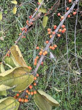 Image of <i>Trema micrantha</i> var. <i>floridana</i> (Britton ex Small) Standl. & Steyerm.