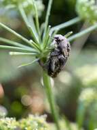 Image of Asian mango flower beetle