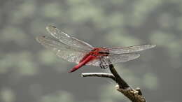 Tramea abdominalis (Rambur 1842) resmi