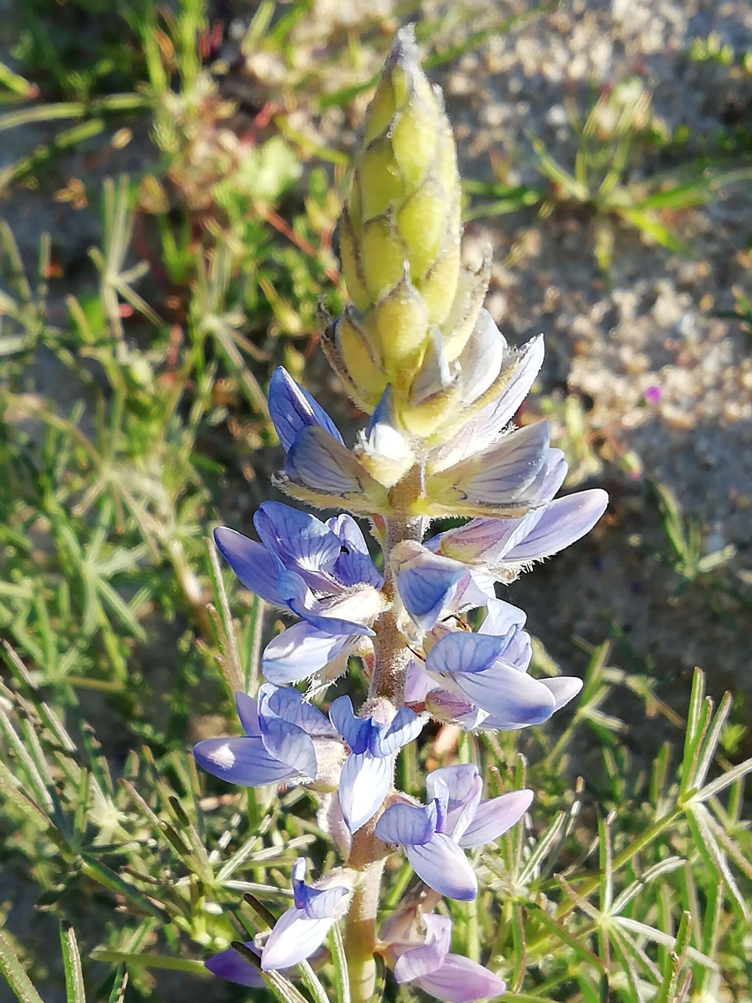 Image of narrowleaf lupine