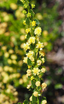 Acacia littorea Maslin的圖片