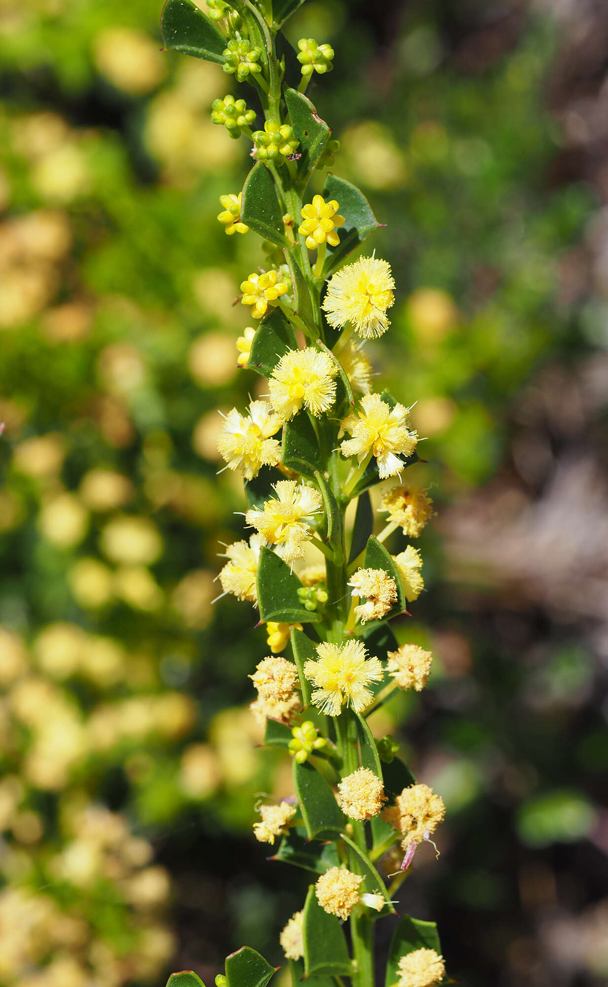 Acacia littorea Maslin的圖片