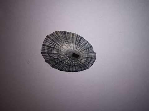 Image of italian keyhole limpet