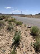 Image of broadbeard beardtongue