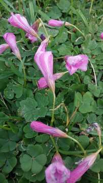 Image of Oxalis brasiliensis Lodd.