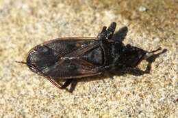 صورة Eremocoris fenestratus (Herrich-Schaeffer 1839)