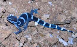 Image of Black Banded Gecko