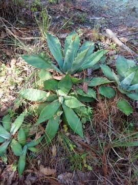 Agave nuusaviorum García-Mend. resmi