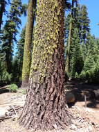 Image of California red fir