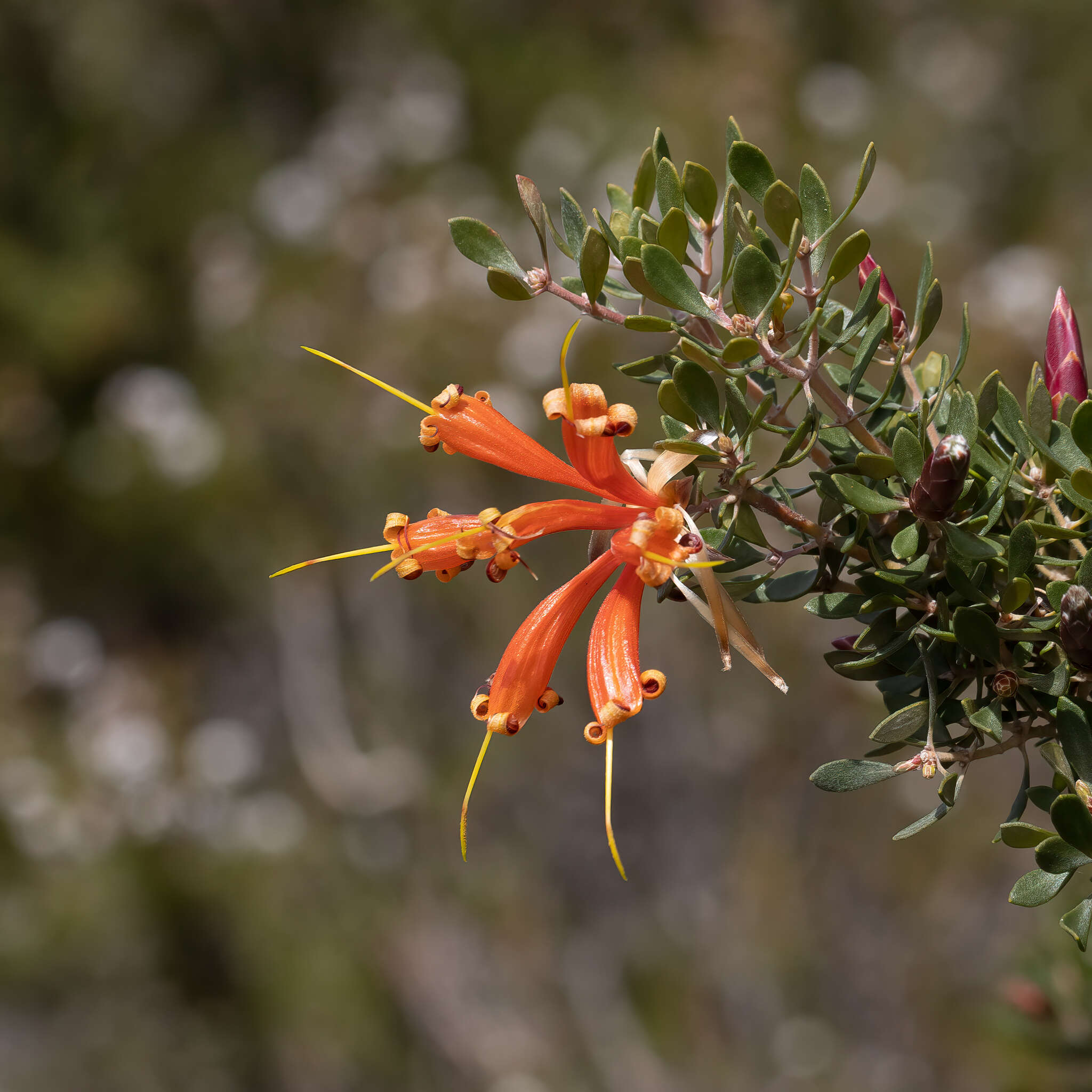 Sivun Lambertia inermis R. Br. kuva