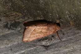 Image of rosy rustic