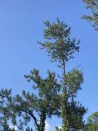 Image of Caribbean Pine