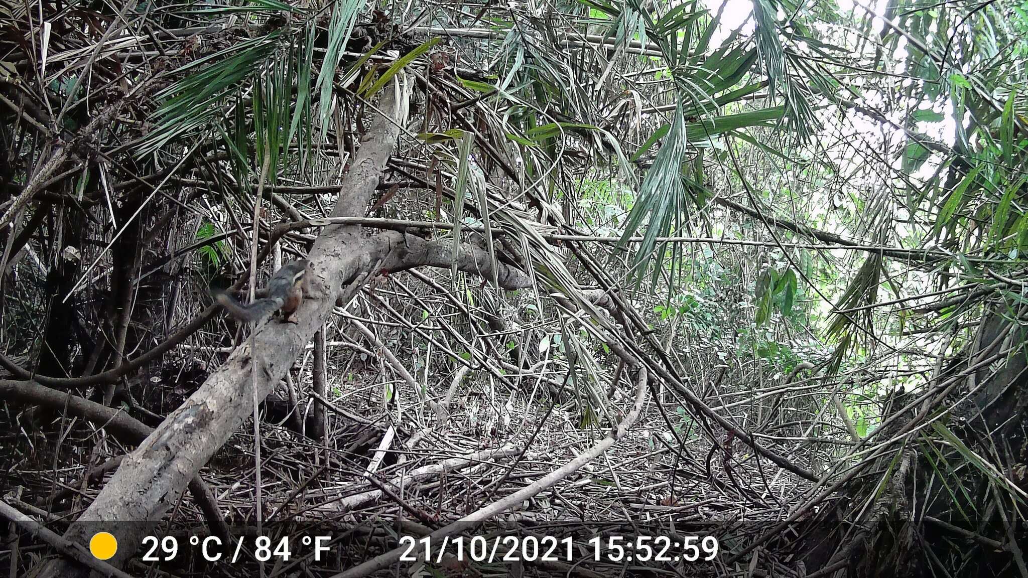 Image of Fire-footed Rope Squirrel