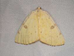 Image of Sulphur Moth