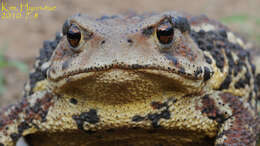 Image of Asiatic Toad