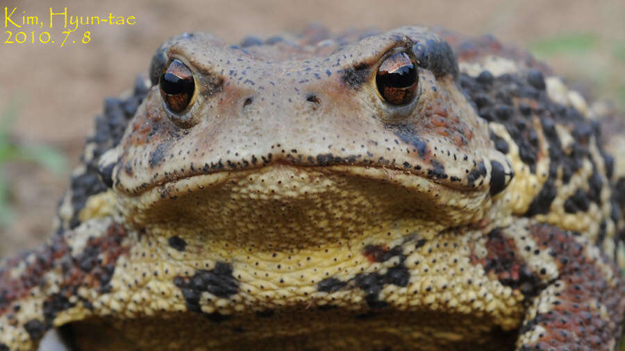 Image de Bufo gargarizans Cantor 1842