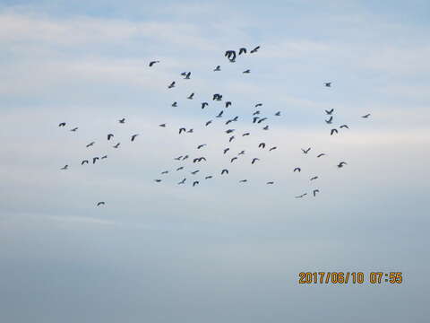 Image of Masked Lapwing