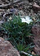 Image of Dianthus basuticus subsp. basuticus