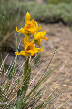 Image of Chloraea alpina Poepp.