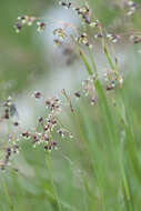 Image of alpine woodrush