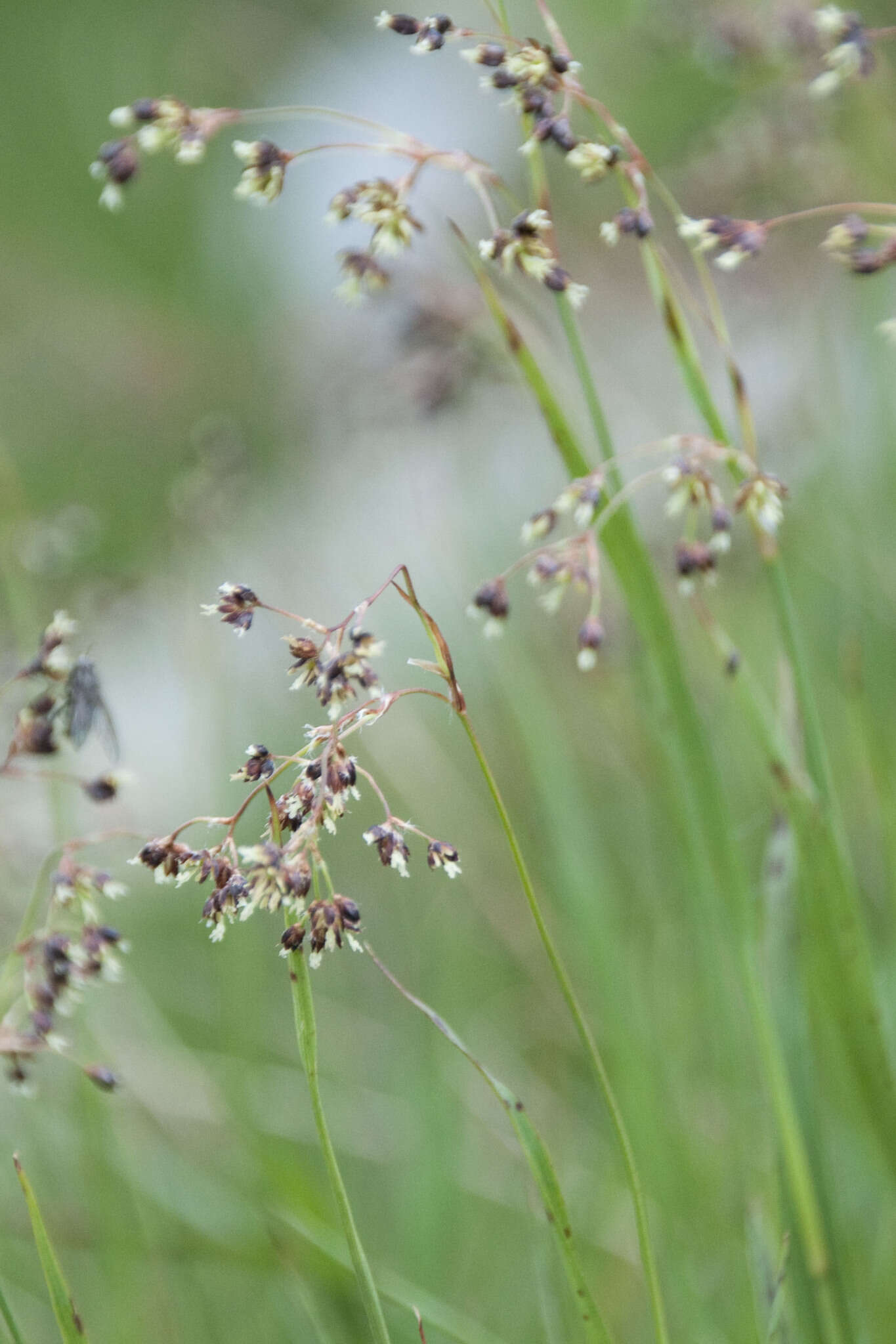 Image de Luzula alpinopilosa (Chaix) Breistr.