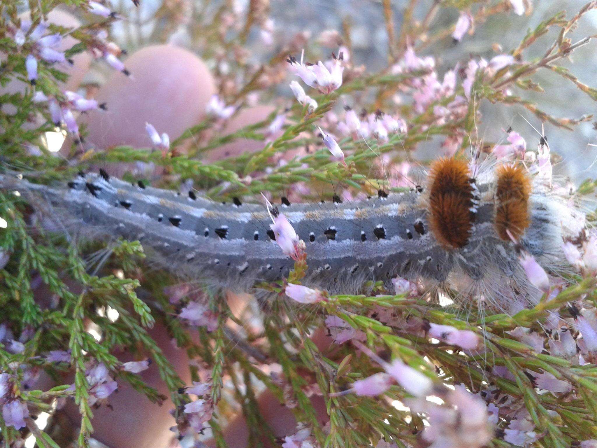 Image of Erica rosacea subsp. rosacea