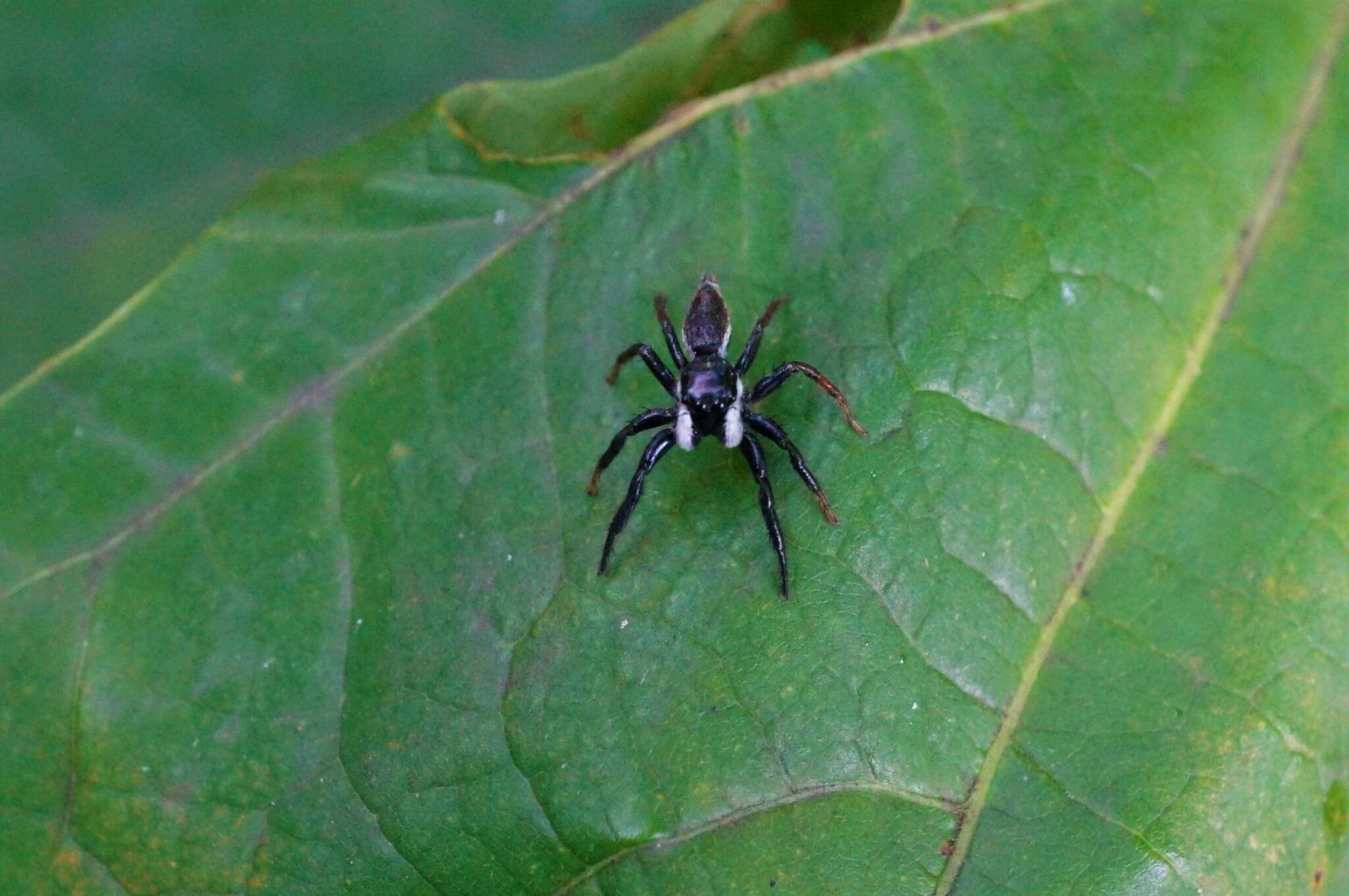 صورة Plexippoides regius Wesolowska 1981