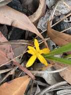 Image of Curculigo ensifolia R. Br.