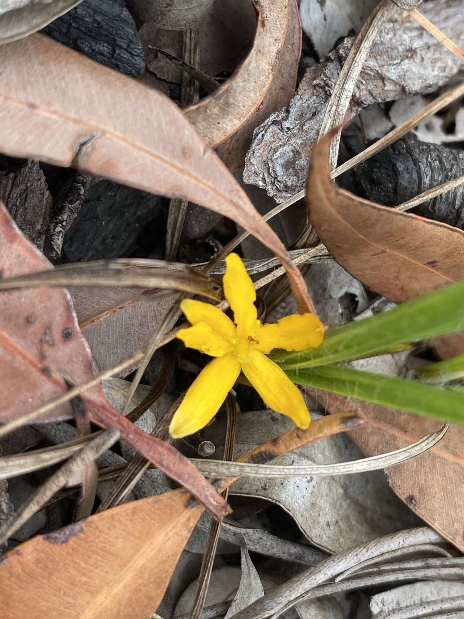 Image of Curculigo ensifolia R. Br.