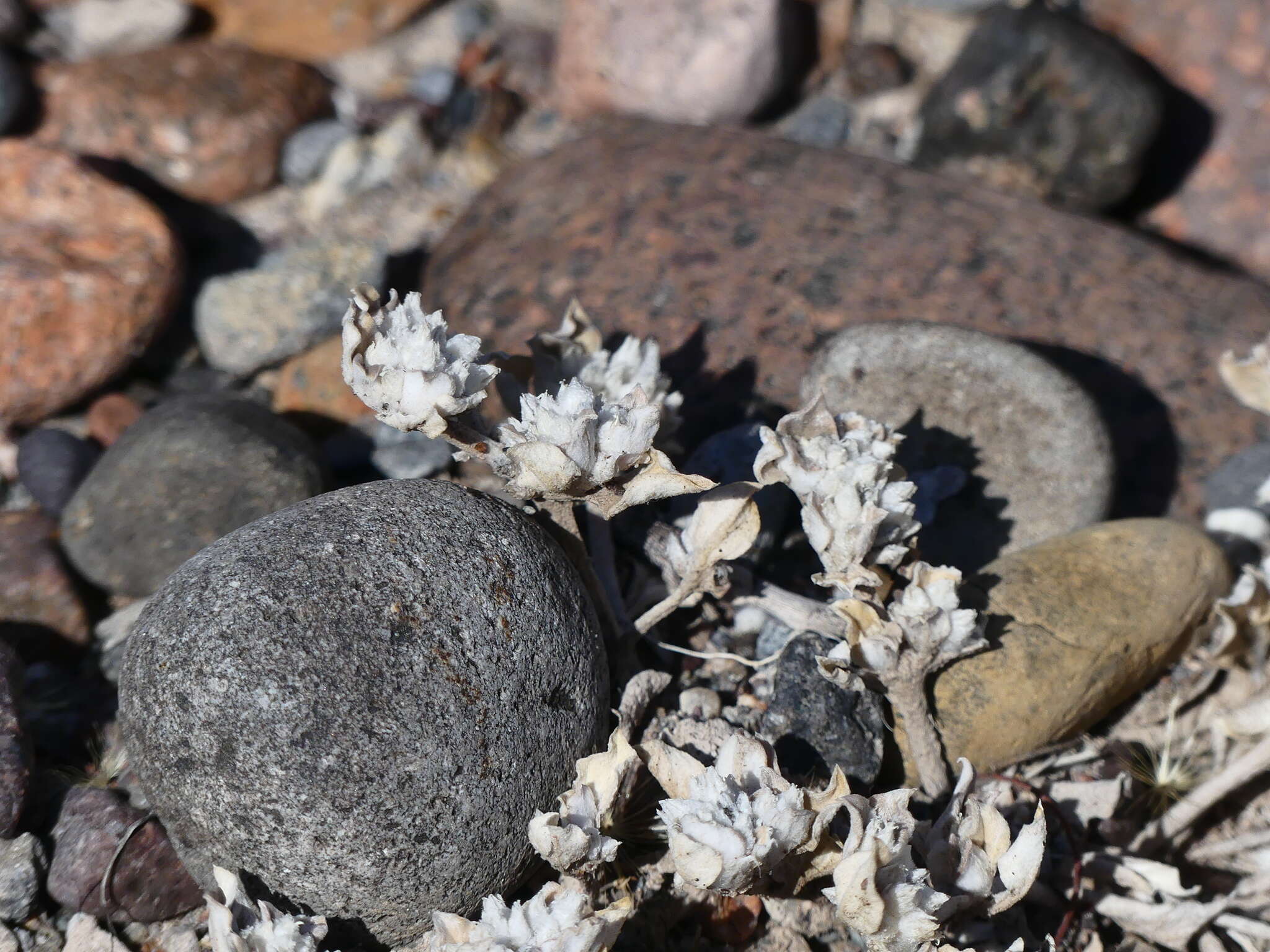 Image of Gomphrena mendocina (R. Phil.) R. E. Fries