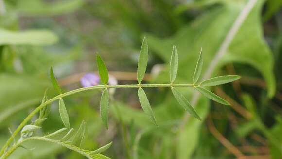 Image of turkeypeas