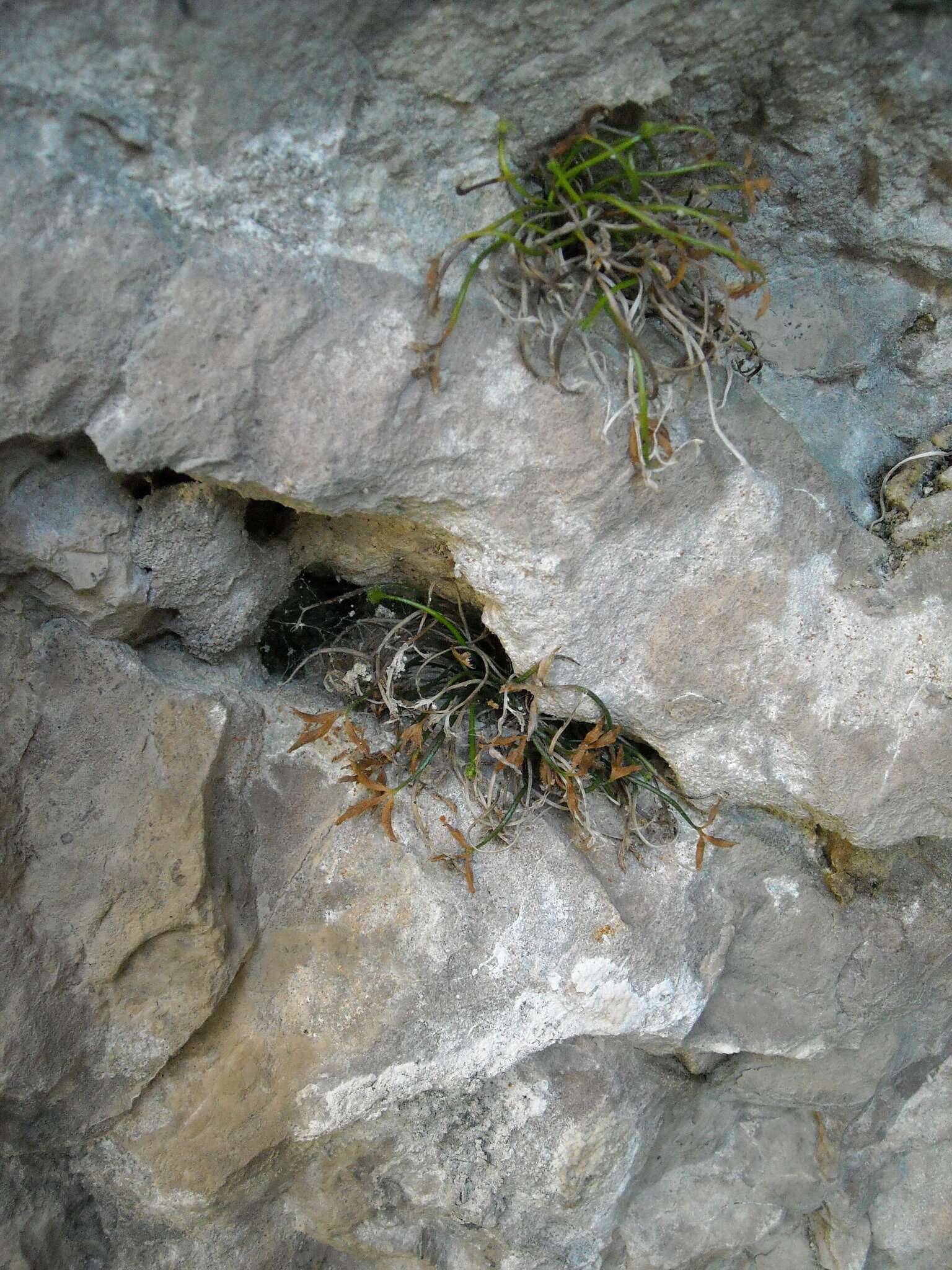 Image of Asplenium seelosii Leybold