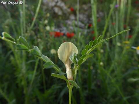 Imagem de Vicia sericocarpa Fenzl