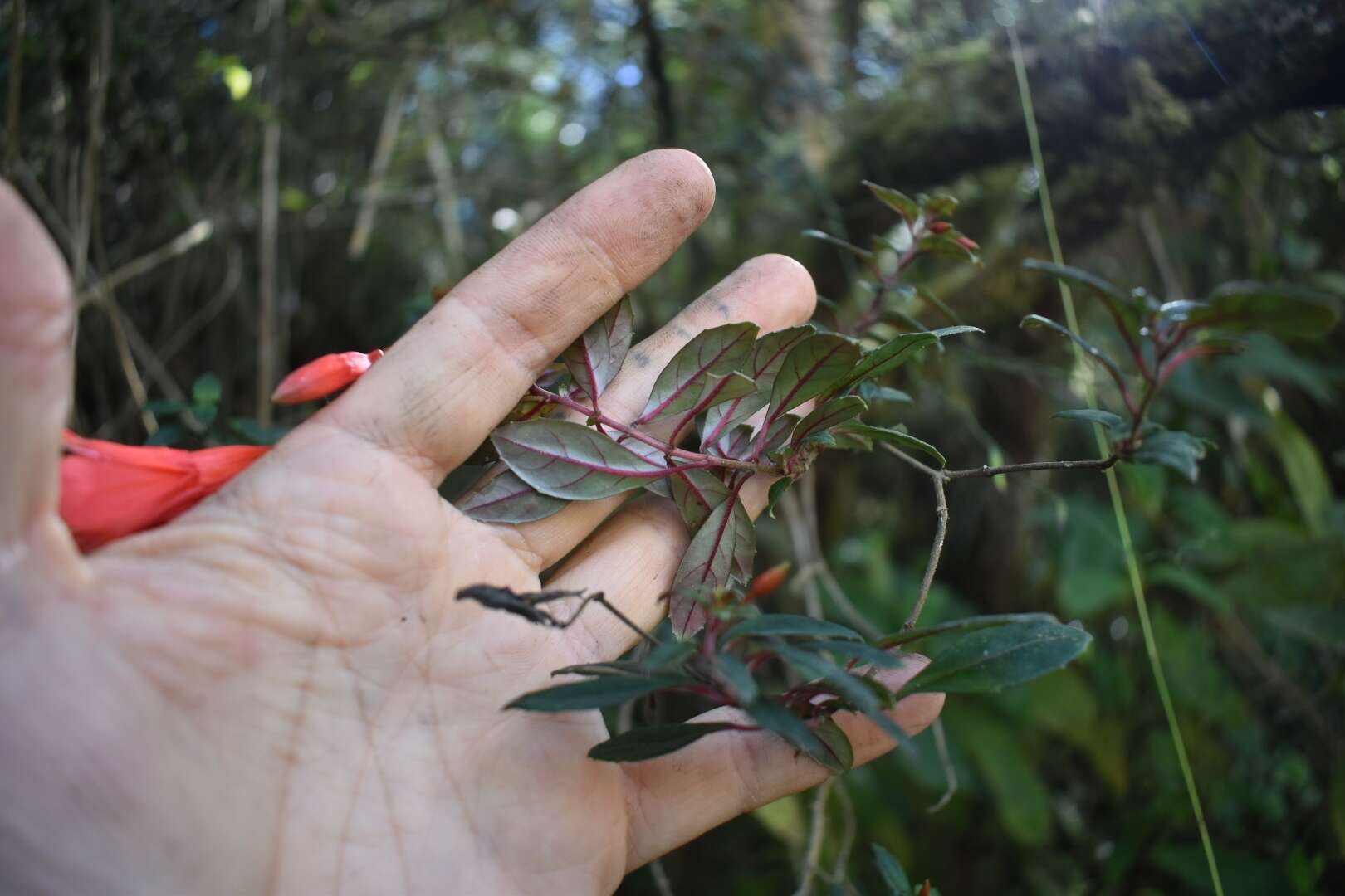 Imagem de Fuchsia pringsheimii Urb.