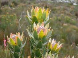 Image of Leucadendron nervosum Phillips & Hutchinson