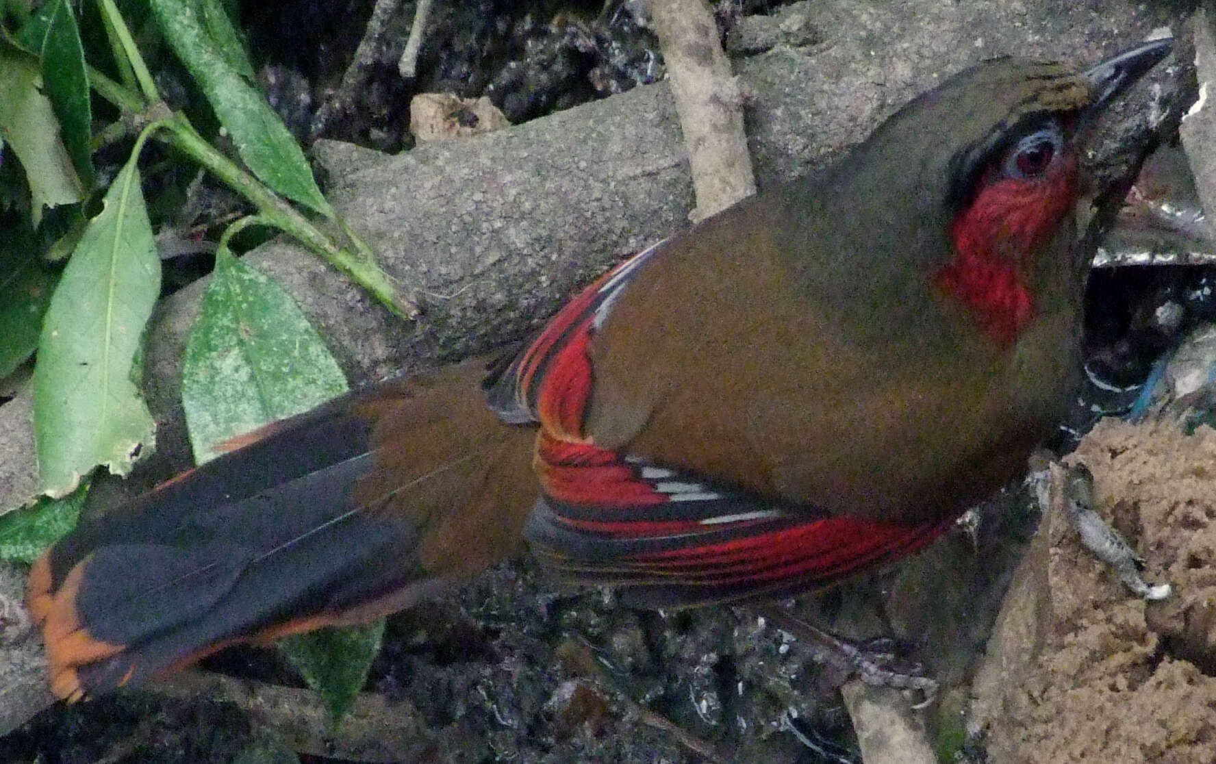 Image of Red-faced Liocichla