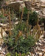 Image of Plantago subulata L.