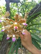 Imagem de Vanda tessellata (Roxb.) Hook. ex G. Don