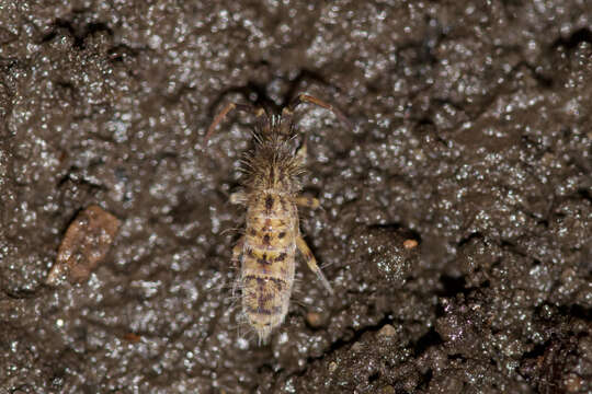 Image de Orchesella villosa (von Linné & C 1767)