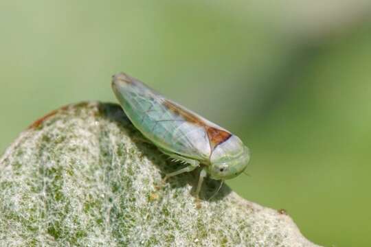 Image of Idiocerus ustulatus