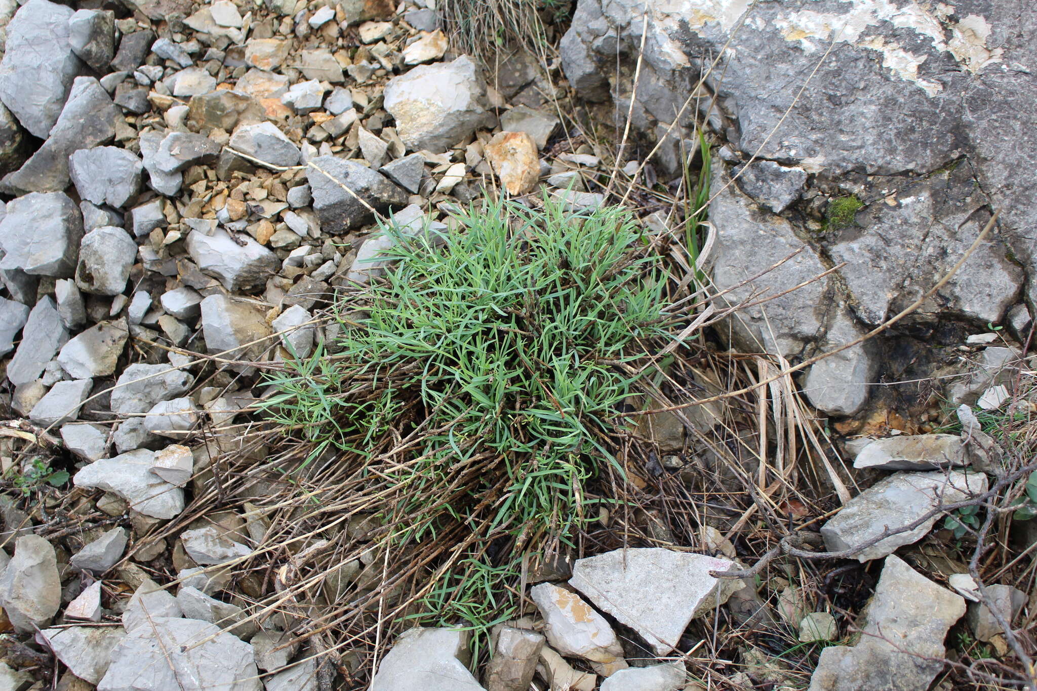 Image of Centranthus lecoqii Jordan