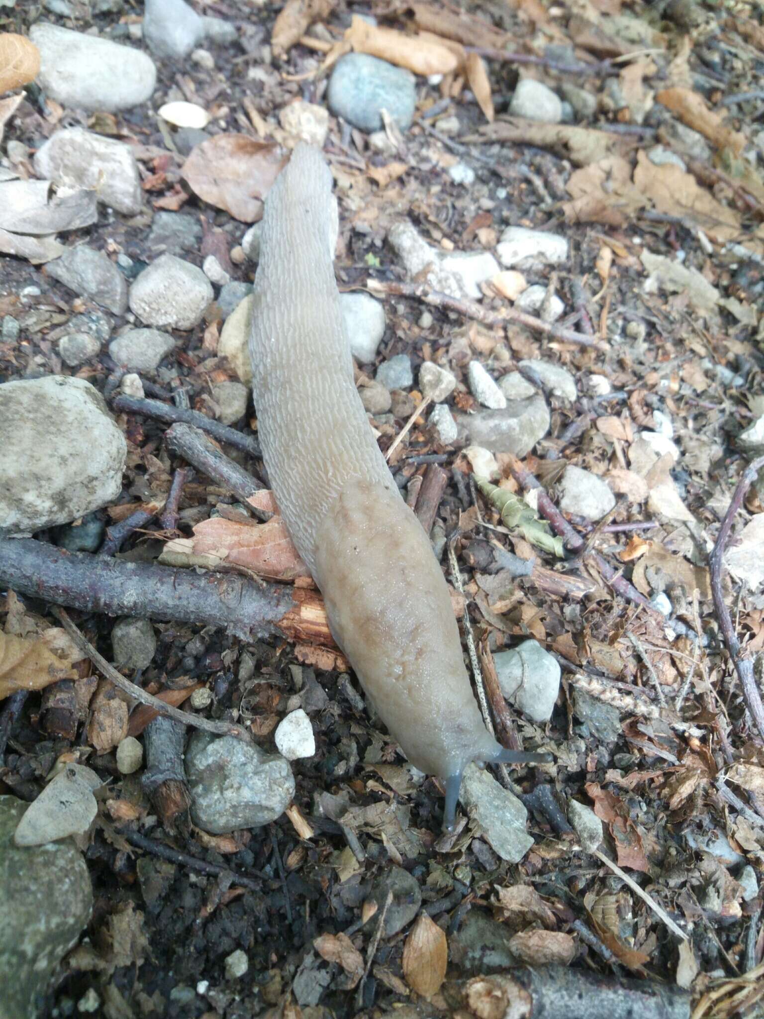 Image of Limax strobeli Pini 1876