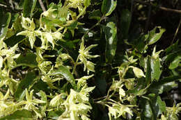 Image of Clematis foetida Raoul